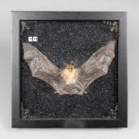 WITHDRAWN A 20TH CENTURY TAXIDERMY FRAMED BAT (h 25.5cm x w 25.5cm x d 3.5cm)