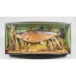 A 20TH CENTURY TAXIDERMY SEA TROUT IN A PERSPEX GLAZED BOW FRONT CASE (h 38cm x w 81cm x d 18cm)