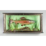A 20TH CENTURY TAXIDERMY GRAYLING IN A PERSPEX FRONT GLAZED CASE (h 28cm x w 56cm x d 13cm)