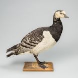 A 20TH CENTURY TAXIDERMY BARNACLE GOOSE MOUNTED UPON A WOODEN BASE (h 44cm x w 50cm x d 18cm)