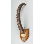 AN UNUSUAL LATE 19TH CENTURY SINGLE IBEX HORN UPON AN OAK SHIELD. Inscription to plaque: KASHMIR