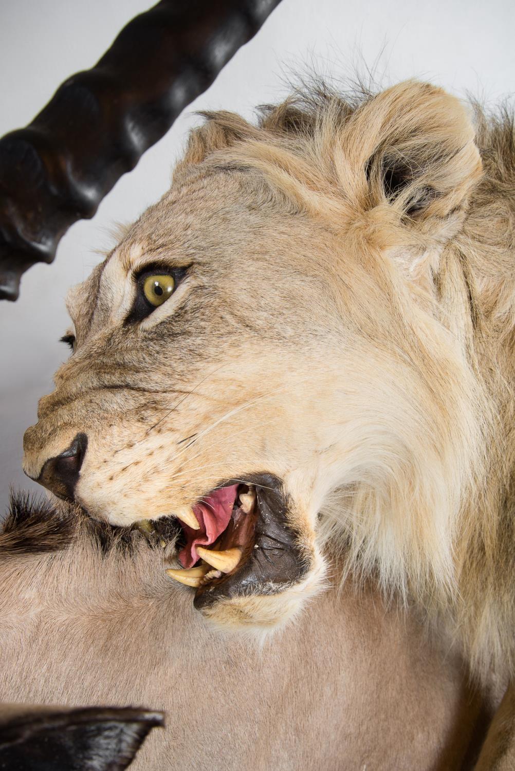 A MAGNIFICENT TAXIDERMY DIORAMA OF A MALE LION ATTACKING AN ORYX Namibia 21/09/2008. Taxidermist - Image 4 of 4