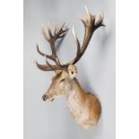 A LARGE AND IMPRESSIVE 21ST CENTURY TAXIDERMY 18 POINTER RED DEER STAG SHOULDER MOUNT. (h 124cm x
