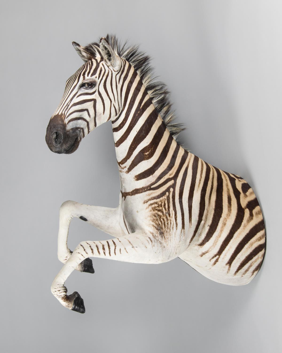 A LATE 20TH CENTURY TAXIDERMY BURCHELL'S ZEBRA. (h 135cm x w 46cm x d 102cm)