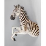 A LATE 20TH CENTURY TAXIDERMY BURCHELL'S ZEBRA. (h 135cm x w 46cm x d 102cm)