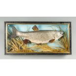 A 20TH CENTURY TAXIDERMY CHUB IN A GLAZED CASE (h 30.5cm x w 61cm x d 10cm)