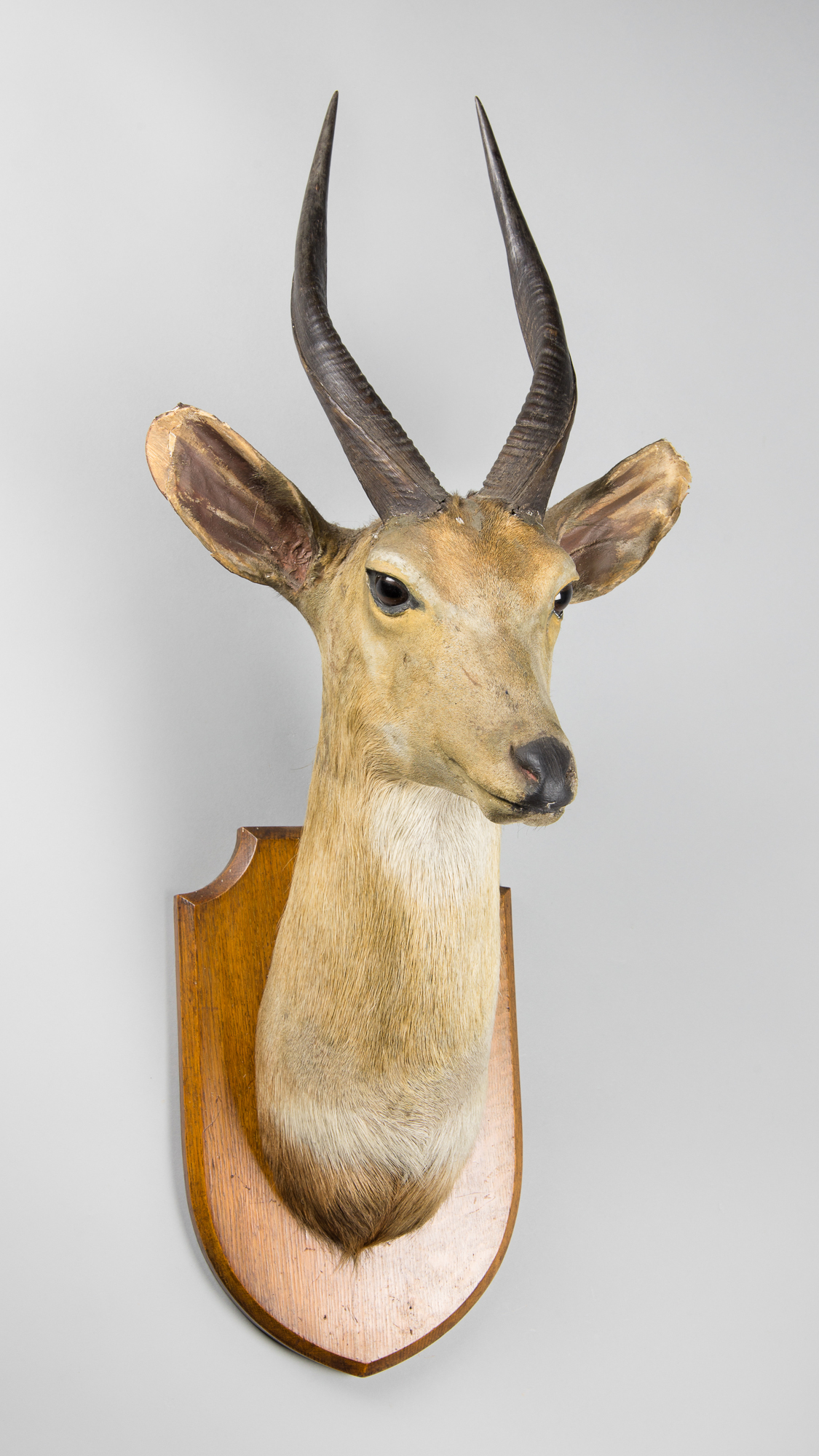 EDWARD GERRARD & SONS, A LATE 19TH/EARLY 20TH CENTURY TAXIDERMY BUSHBUCK HEAD MOUNTED UPON AN OAK