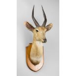 EDWARD GERRARD & SONS, A LATE 19TH/EARLY 20TH CENTURY TAXIDERMY BUSHBUCK HEAD MOUNTED UPON AN OAK