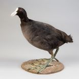 A 21ST CENTURY TAXIDERMY COOT MOUNTED UPON A NATURALISTIC BASE (h 32cm x w 36cm x d 17cm)