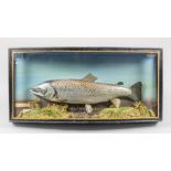 A 20TH CENTURY TAXIDERMY SEA TROUT IN A GLAZED BOW FRONT CASE BY PETER STONE. Caught by JJ Touzel,