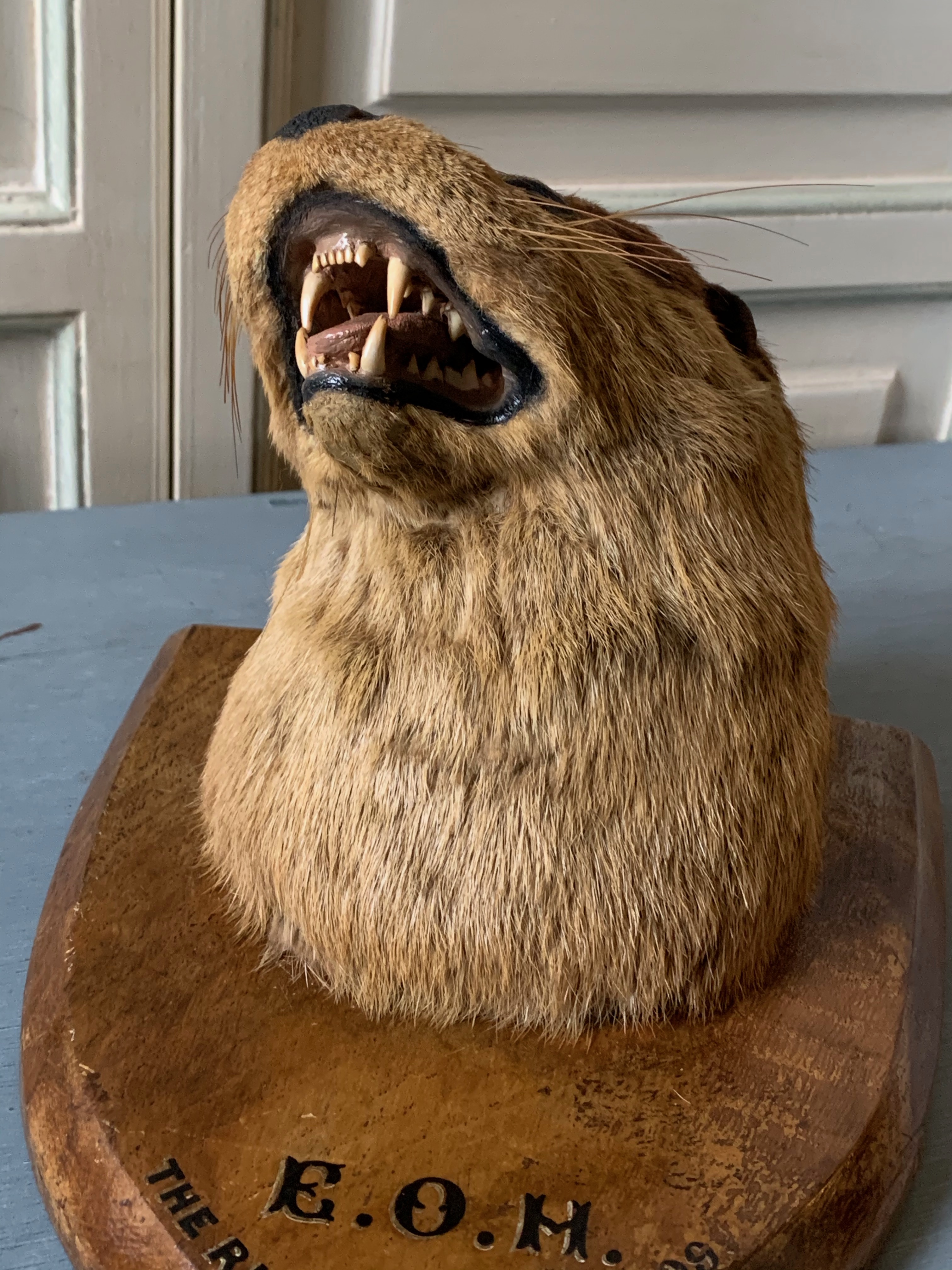 AN EARLY 20TH CENTURY TAXIDERMY OTTER MASK UPON AN OAK SHIELD. Inscribed E.O.H. THE RIBBLE 8TH - Image 2 of 6