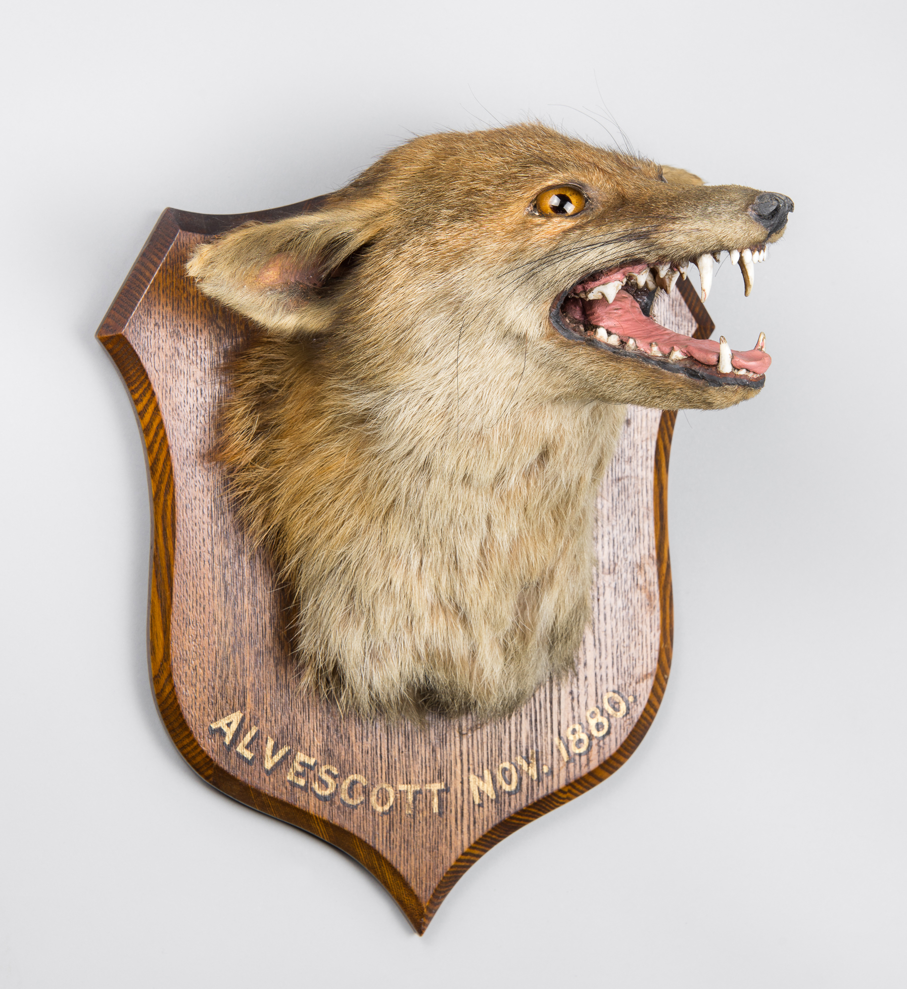 P. SPICER, A LATE 19TH CENTURY TAXIDERMY FOX MASK MOUNTED UPON AN OAK SHIELD. Inscribed: ALVESCOTT