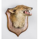 P. SPICER, A LATE 19TH CENTURY TAXIDERMY FOX MASK MOUNTED UPON AN OAK SHIELD. Inscribed: ALVESCOTT