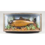 A 20TH CENTURY TAXIDERMY COMMON CARP IN A GLAZED BOW FRONT CASE, BY ROBERT STUART OF