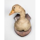 H. MURRAY & SONS, AN EARLY 20TH CENTURY TAXIDERMY GREYLAG GOOSE HEAD UPON AN OAK SHIELD. Paper trade