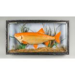 A 20TH CENTURY TAXIDERMY GOLDEN ORFE IN A PERSPEX GLAZED BOW FRONT CASE (h 33cm x w 60.5cm x d 10cm)