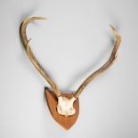 A 20TH CENTURY SET OF RED DEER ANTLERS UPON A WOODEN SHIELD (h 73cm x w 68cm x d 46cm)
