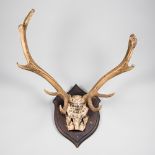 ROWLAND WARD, AN UNUSUAL LATE 19TH CENTURY RED DEER STAG UPPER SKULL AND ANTLERS WITH FROSTBITE.