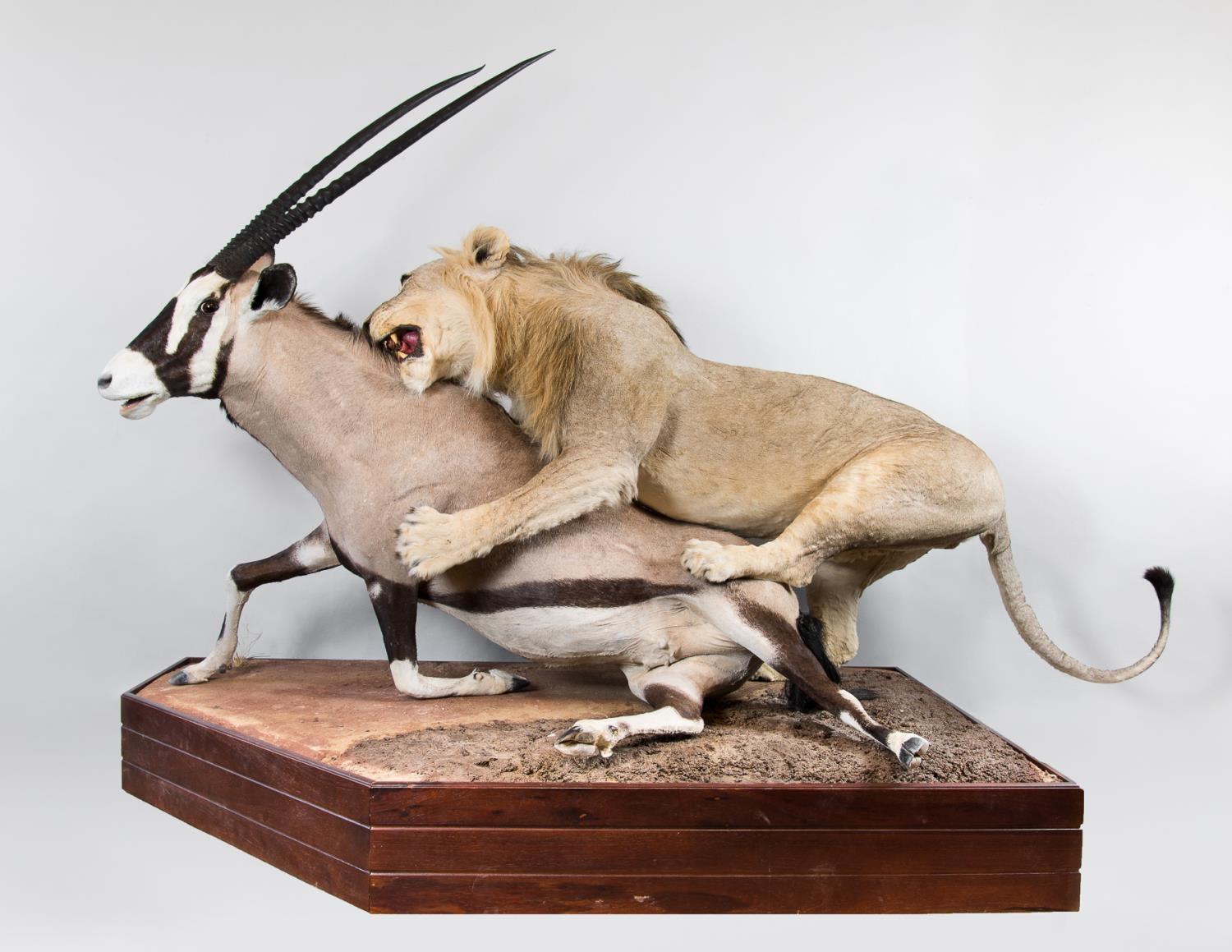 A MAGNIFICENT TAXIDERMY DIORAMA OF A MALE LION ATTACKING AN ORYX Namibia 21/09/2008. Taxidermist