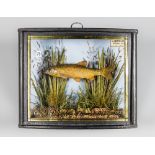 J COOPER, AN EARLY 20TH CENTURY TAXIDERMY DACE IN A GLAZED BOW FRONT CASE. Caught by A.J Neville,