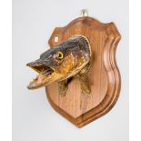 A 20TH CENTURY TAXIDERMY PIKE HEAD UPON A WOODEN SHIELD (h 26cm x w 20cm x d 21cm)