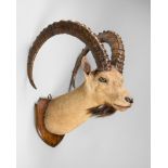 EDWARD GERRARD & SONS, A LARGE AND IMPRESSIVE LATE 19TH CENTURY NUBIAN IBEX NECK MOUNT UPON AN OAK