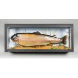 A 20TH CENTURY TAXIDERMY RAINBOW TROUT IN A GLAZED CASE (h 33cm x w 81.5cm x d 20.5cm)