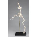 WITHDRAWN AN UNUSUAL UNICORN DEER SKELETON MOUNTED UPON AN EBONISED PLINTH