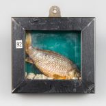 A 20TH CENTURY TAXIDERMY CARP IN A GLAZED CASE (h 10cm x w 10cm x d 5cm)