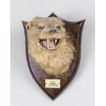 A 20TH CENTURY TAXIDERMY OTTER MASK Inscription to plaque: COH, BRAMBER, Sept 26th 1956. ARMY & NAVY