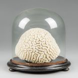 A 19TH CENTURY BRAIN CORAL UNDER A GLASS DOME WITH AN EBONISED BASE AND BUN FEET. (h 25.5cm x w 26.