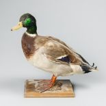 A 20TH CENTURY TAXIDERMY MALE MALLARD DUCK MOUNTED UPON A WOODEN BASE (h 38cm x w 41cm x d 17cm)