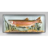 A 20TH CENTURY TAXIDERMY SALMON IN A GLAZED CASE BY JOHN HAJILOIZI. Signed with date 1980. (h 38cm x