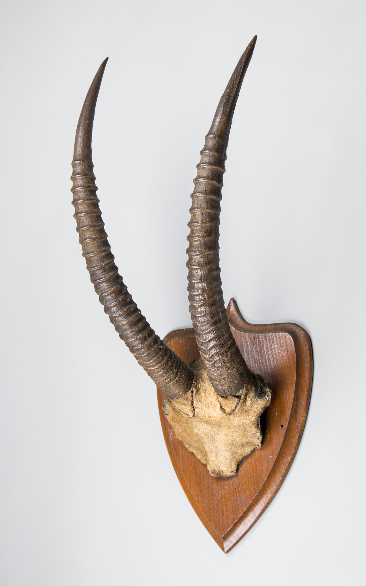 A LATE 19TH/EARLY 20TH CENTURY SET OF SABLE ANTELOPE HORNS MOUNTED UPON AN OAK SHIELD (h 70cm x w