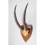 A LATE 19TH/EARLY 20TH CENTURY SET OF SABLE ANTELOPE HORNS MOUNTED UPON AN OAK SHIELD (h 70cm x w