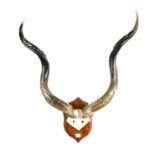 A TROPHY MOUNTED SET OF KUDU HORNS Carved with the big five: rhinoceros, lion, buffalo, leopard