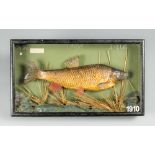 AN EARLY 20TH CENTURY TAXIDERMY CHUB IN A PERSPEX FRONT GLAZED CASE C1910 (h 35.5cm x w 61cm x d