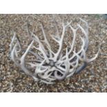 A RED DEER ANTLER TABLE CENTREPIECE. (96cm x 58cm)