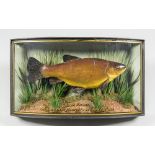 W.F HOMER, AN EARLY 20TH CENTURY TAXIDERMY TENCH IN A GLAZED BOW FRONT CASE. Caught by J Parker,
