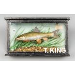 A 20TH CENTURY TAXIDERMY BARBEL IN A GLAZED CASE BY T KING. Possibly a model. (h 12.7cm x w 20.5cm x