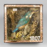 A 19TH CENTURY TAXIDERMY KINGFISHER IN A GLAZED CASE