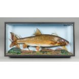 A 20TH CENTURY TAXIDERMY BARBEL IN A GLAZED CASE (h 40.5cm x w 84cm x d 15cm)