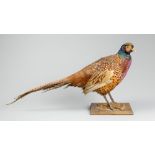 A 20TH CENTURY TAXIDERMY PHEASANT MOUNTED UPON A WOODEN BASE (h 39cm x w 64cm x d 19cm)