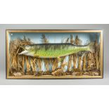 A 20TH CENTURY TAXIDERMY PIKE IN A GLAZED CASE (h 46cm x w 94cm x d 18cm)