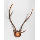 A LATE 19TH/EARLY 20TH CENTURY SET OF CHITAL DEER ANTLERS UPON AN OAK SHIELD (h 77cm x w 62cm x d