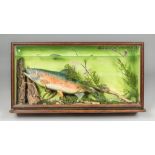 A 20TH CENTURY MODEL OF A RAINBOW TROUT IN A GLAZED CASE (h 40.5cm x w 76cm x d 13cm)