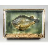 A 20TH CENTURY TAXIDERMY LUMPSUCKER IN A GLAZED CASE BY WALTER SHARMAN (h 46cm x w 51cm x d 20.5cm)