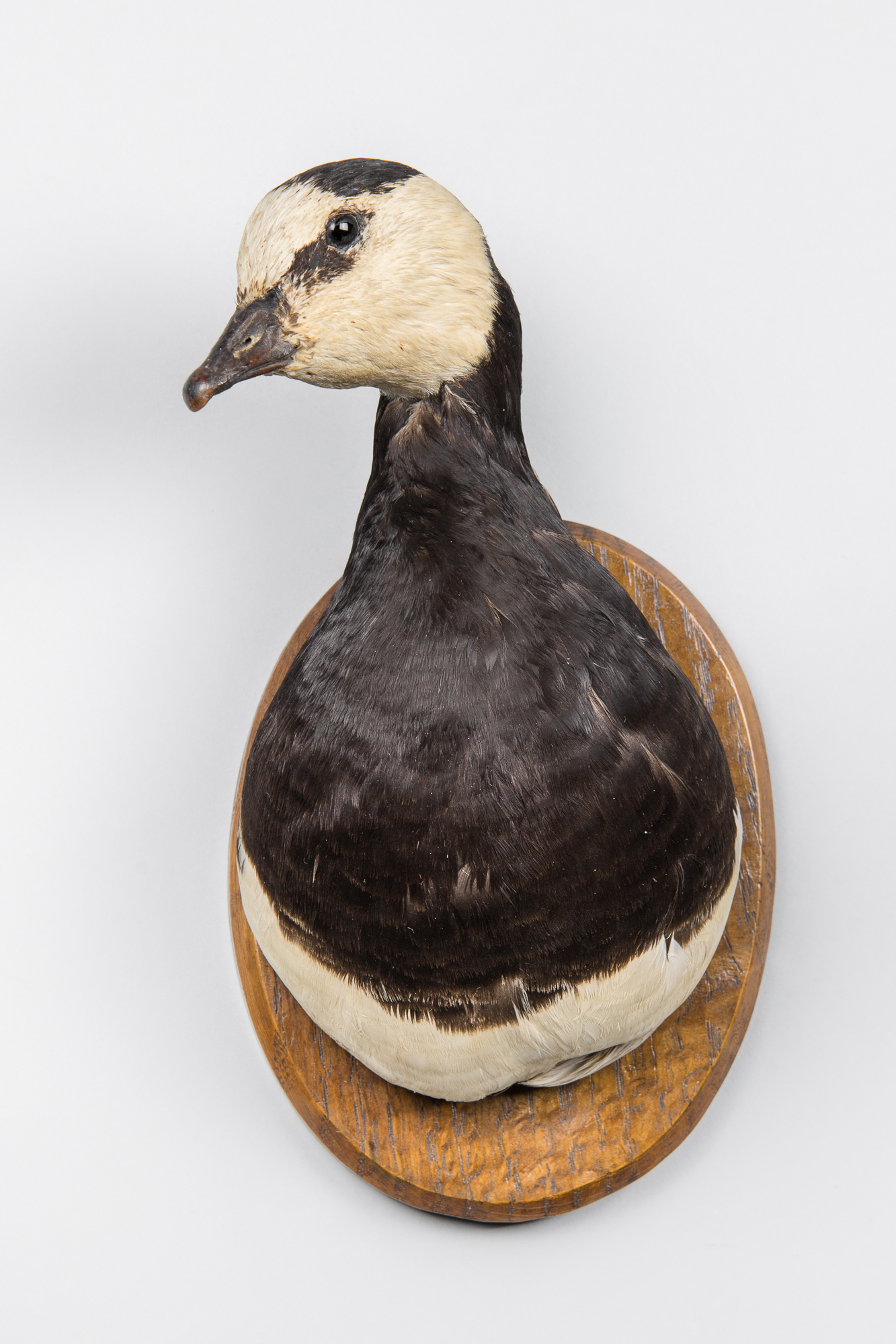 H. MURRAY & SONS, AN EARLY 20TH CENTURY TAXIDERMY BARNACLE GOOSE HEAD UPON AN OAK SHIELD. Paper