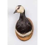 H. MURRAY & SONS, AN EARLY 20TH CENTURY TAXIDERMY BARNACLE GOOSE HEAD UPON AN OAK SHIELD. Paper