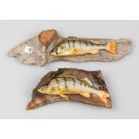 TWO 20TH CENTURY TAXIDERMY PERCH WALL MOUNTS ON DRIFTWOOD. Largest (l 22.5cm)